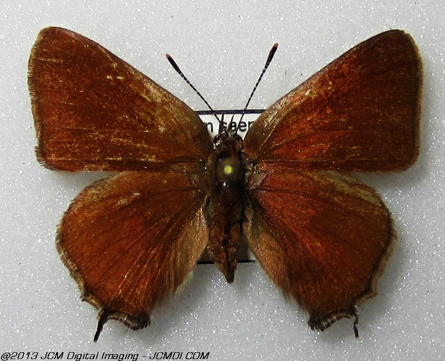 Unidentified Hairstreak